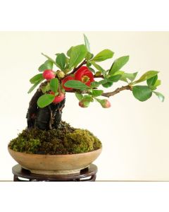 Liten Rosenkvitten