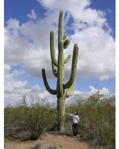 Kaktus - Saguaro