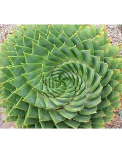 Spiral Aloe