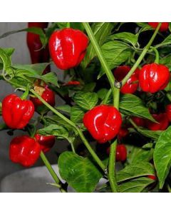 Numex Suave Red