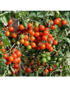 Tomat - Cherry Sweetie
