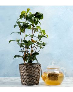 Tebuske (Darjeeling) 