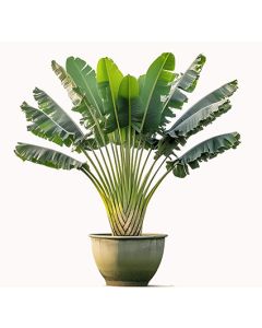 Travellers Palm