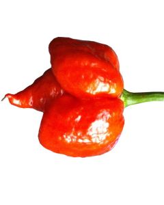 Trinidad Scorpion (Butch T)