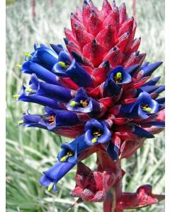 Puya Venusta