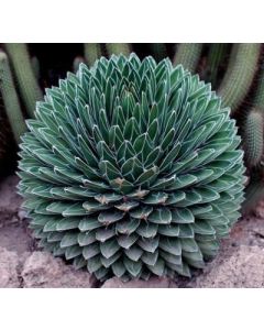 Agave victoriae reginae