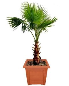 Washingtonpalm